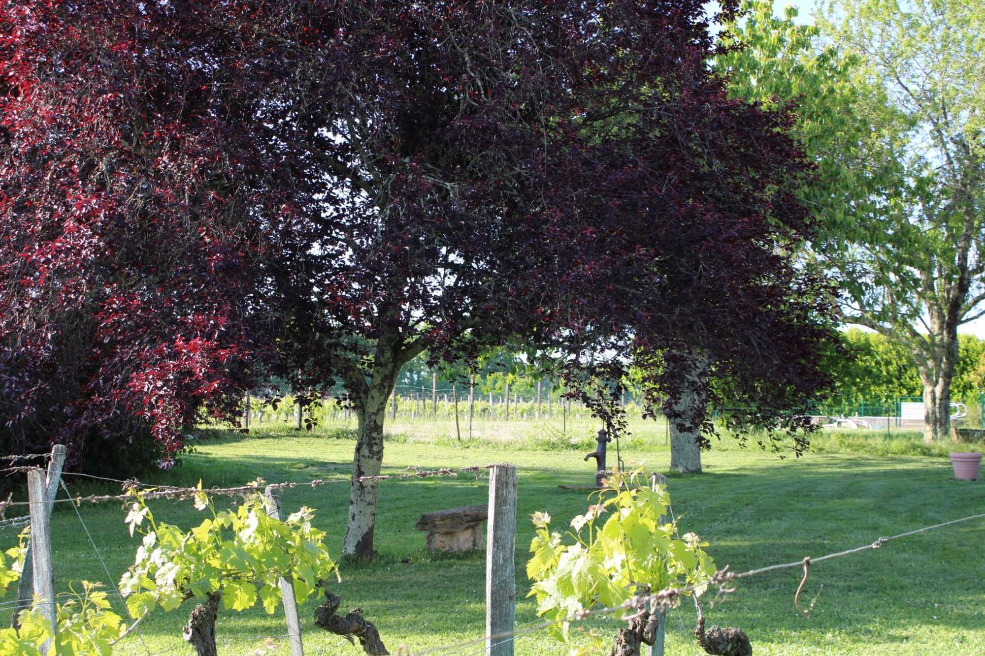 Sainte-Colombe  La Vigneraie De Laura B&B 외부 사진