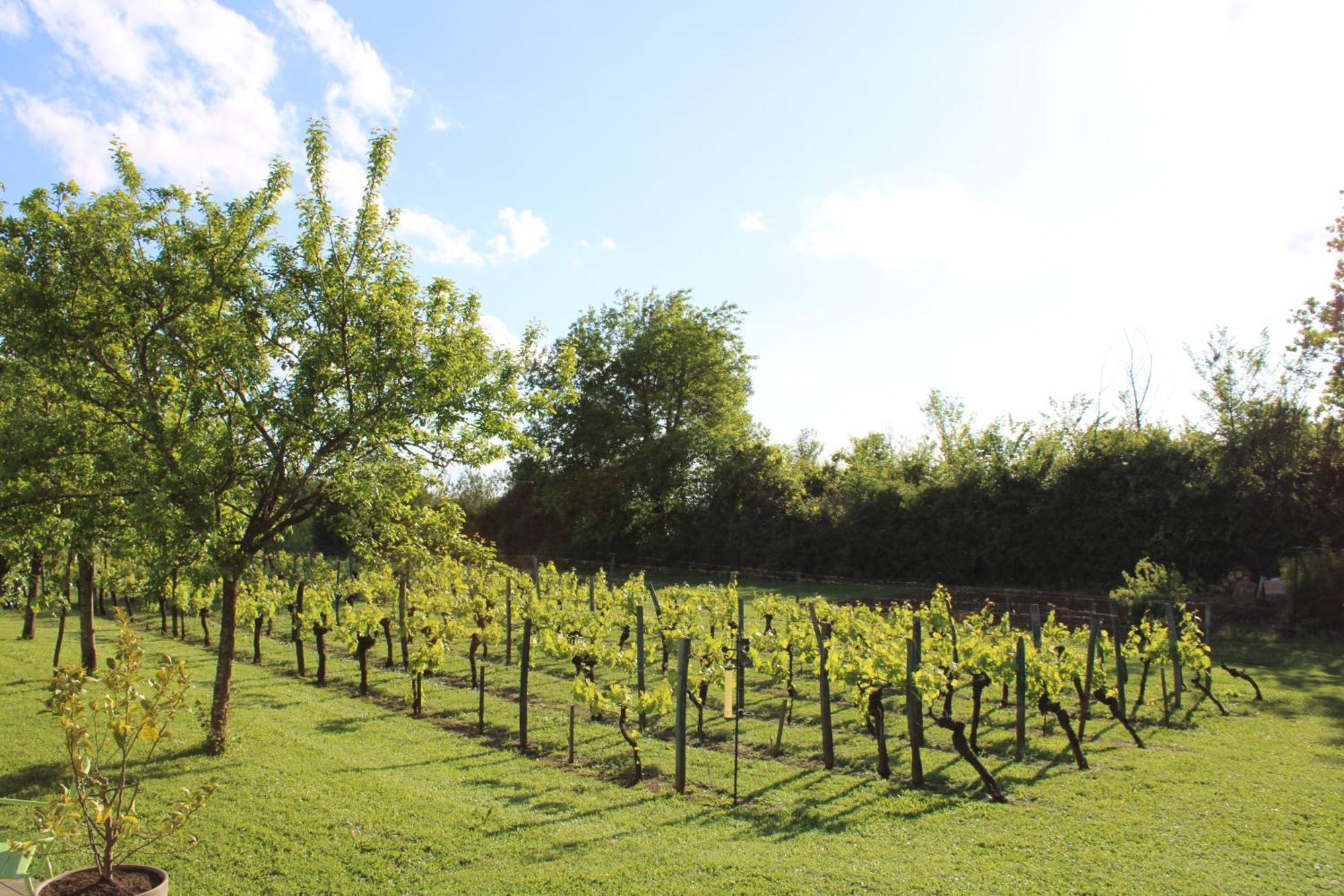 Sainte-Colombe  La Vigneraie De Laura B&B 외부 사진